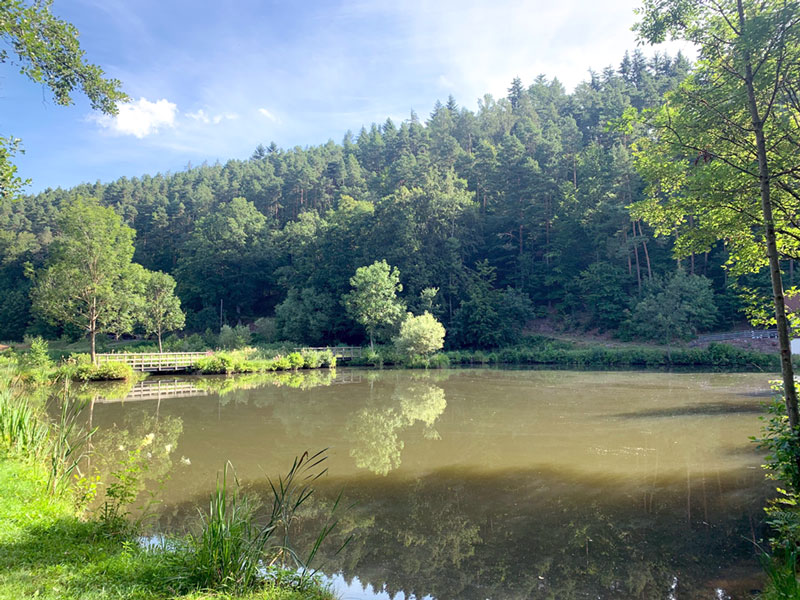 mckenschutz camping MFH Camping Moskitonetz oliv online kaufen